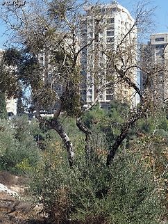 Olive and Red-Berried Mistletoe the green patches on the tree are Red-Berried Mistletoe (Viscum cruciatum), which is a parasite that killed the olive tree. But Olives are strong trees! and this one is regenerating from the roots, all the greenery at the bottom of the tree are new olives that will grow to be a new tree.  Fall,Geotagged,Israel,Olea europaea,Olive Tree,Red-berry mistletoe,Viscum cruciatum