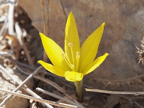 Sternbergia clusiana  Fall,Geotagged,Israel,Sternbergia clusiana