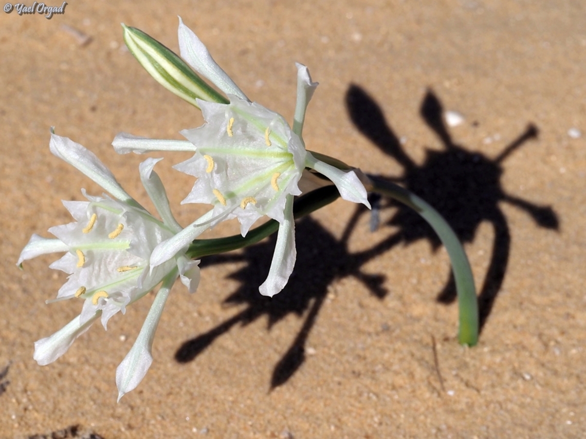 Pancratium sickenbergeri  Fall,Geotagged,Israel,Pancratium sickenbergeri,Rain flower