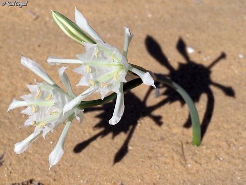 Pancratium sickenbergeri  Fall,Geotagged,Israel,Pancratium sickenbergeri,Rain flower