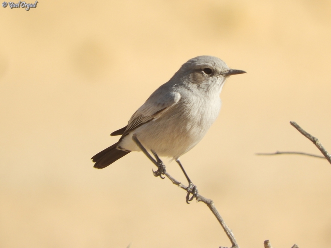Oenanthe melanura a couple of them were chatting on a desert shrub, about 3m from us - and they weren't afraid! Blackstart,Fall,Geotagged,Israel,Oenanthe melanura