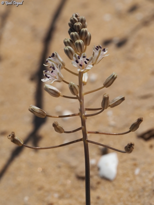 Prospero hanburyi  Fall,Geotagged,Israel,Prospero hanburyi