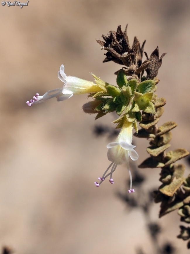 Origanum dayi  Fall,Geotagged,Israel,Origanum dayi