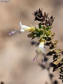 Origanum dayi  Fall,Geotagged,Israel,Origanum dayi