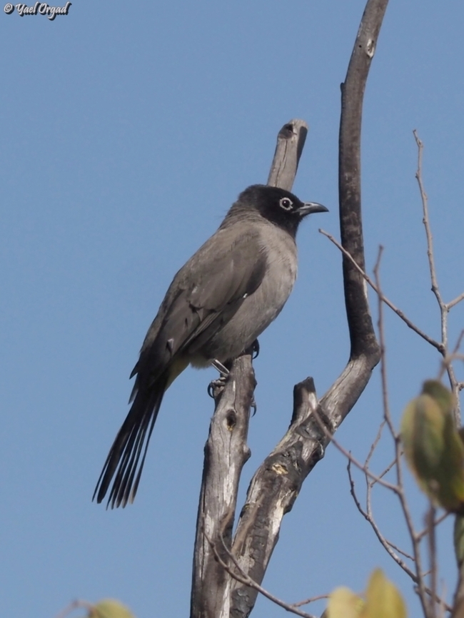 White-Spectacled Bulbul  Fall,Geotagged,Israel,Pycnonotus xanthopygos,White-Spectacled bulbul