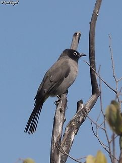 White-Spectacled Bulbul  Fall,Geotagged,Israel,Pycnonotus xanthopygos,White-Spectacled bulbul
