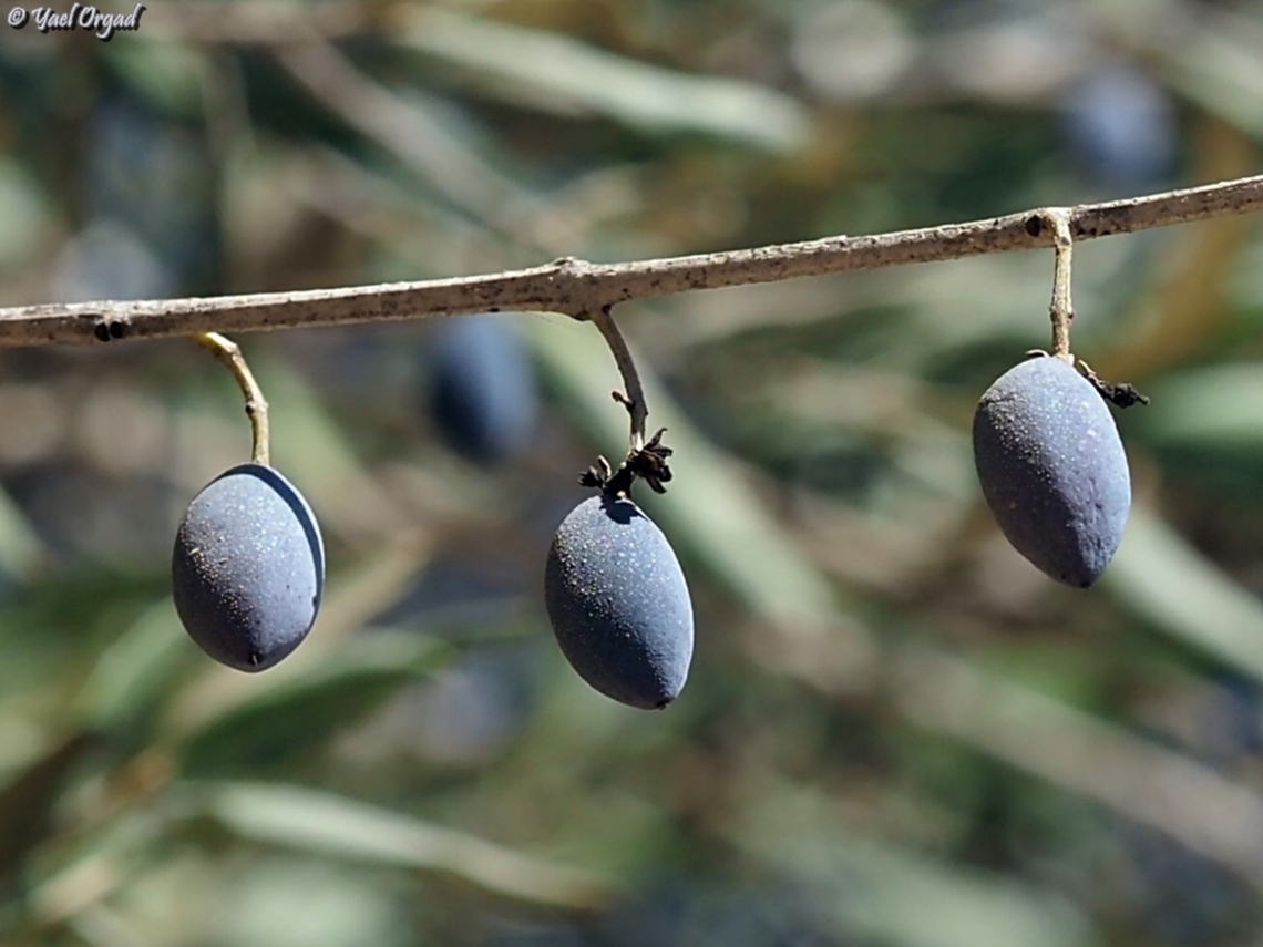 Olea europaea - Olives  Fall,Geotagged,Israel,Olea europaea,Olive Tree