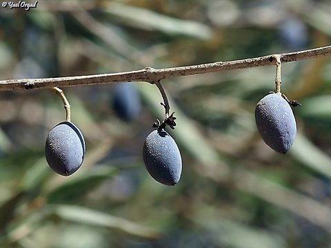 Olea europaea - Olives  Fall,Geotagged,Israel,Olea europaea,Olive Tree