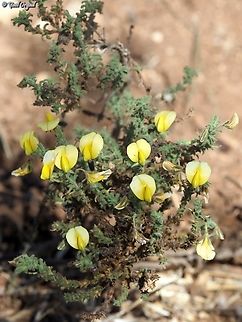 Ononis natrix blooming out of season  Fall,Geotagged,Israel,Ononis natrix,Yellow Restharrow