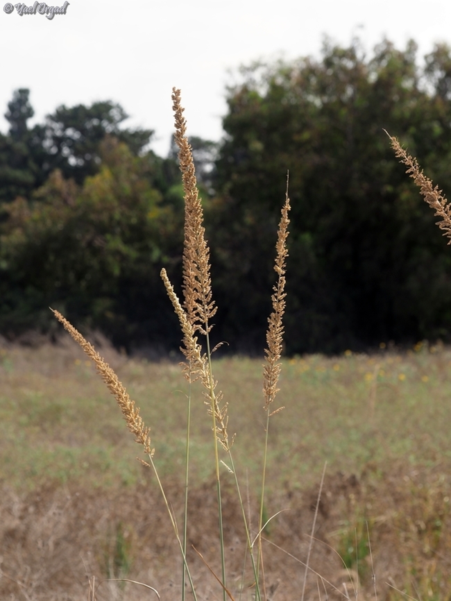Desmostachya bipinnata One of the typical coastal sand-grasses, used to be very common in Israel, but since most of the coastal areas were built, it is now much less common....  Desmostachya bipinnata,Fall,Geotagged,Israel