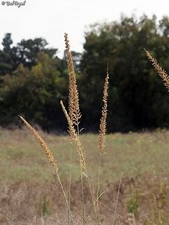 Desmostachya bipinnata One of the typical coastal sand-grasses, used to be very common in Israel, but since most of the coastal areas were built, it is now much less common....  Desmostachya bipinnata,Fall,Geotagged,Israel