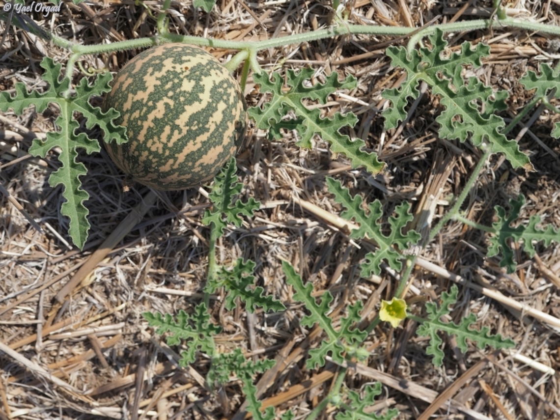 Citrullus colocynthis - wild watermelon only about 20 cm in diameter, and considered a laxative... Citrullus colocynthis,Colocynth,Fall,Geotagged,Israel