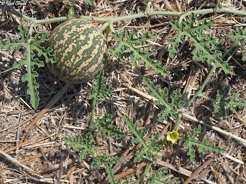 Citrullus colocynthis - wild watermelon only about 20 cm in diameter, and considered a laxative... Citrullus colocynthis,Colocynth,Fall,Geotagged,Israel