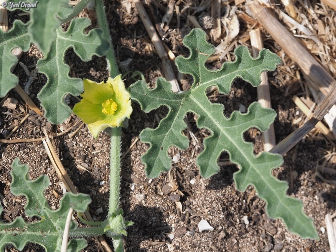 Citrullus colocynthis  Citrullus colocynthis,Colocynth,Fall,Geotagged,Israel