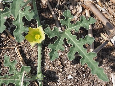 Citrullus colocynthis  Citrullus colocynthis,Colocynth,Fall,Geotagged,Israel