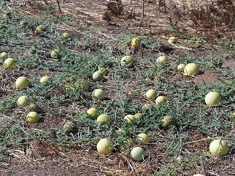 Citrullus colocynthis  Citrullus colocynthis,Colocynth,Fall,Geotagged,Israel