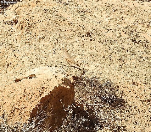 Ammomanes deserti  Ammomanes deserti,Desert lark,Fall,Geotagged,Israel