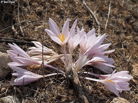 Jerusalem's Colchicum  Colchicum hierosolymitanum,Fall,Geotagged,Israel