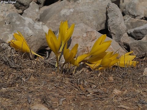 Sternbergia clusiana one of the last locations in Jerusalem, and the only group left in that location.  Fall,Geotagged,Israel,Sternbergia clusiana