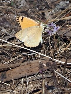 Colotis fausta enjoying nectar of Prospero autumnale  Colotis fausta,Fall,Geotagged,Israel,Large Salmon Arab