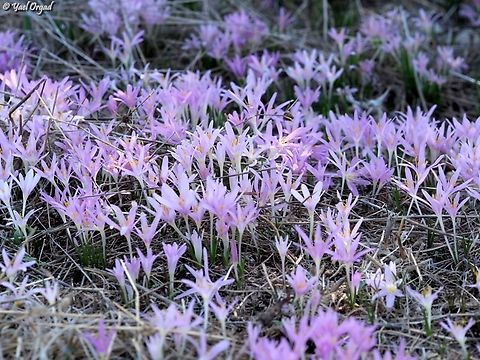 Colchicum stevenii  Colchicum stevenii,Fall,Geotagged,Israel,Steven's meadow saffron