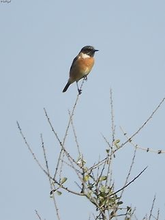 Saxicola rubicola  European Stonechat,Fall,Geotagged,Israel,Saxicola rubicola
