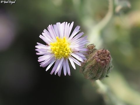 Lachnophyllum noeanum  Fall,Geotagged,Israel,Lachnophyllum noeanum