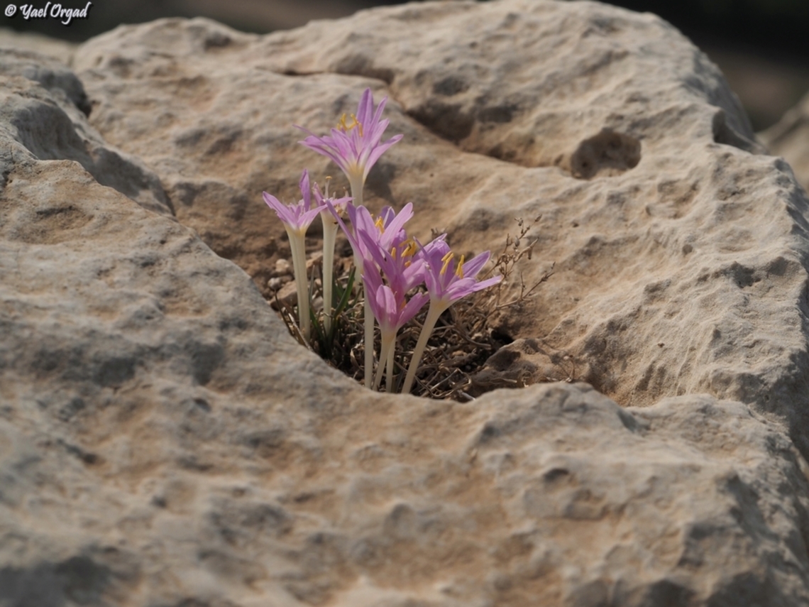 Colchicum stevenii  Colchicum stevenii,Fall,Geotagged,Israel,Steven's meadow saffron