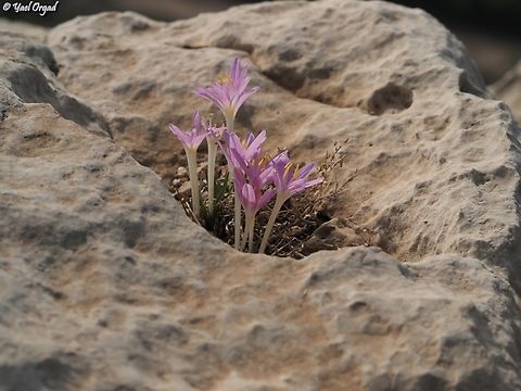 Colchicum stevenii  Colchicum stevenii,Fall,Geotagged,Israel,Steven's meadow saffron