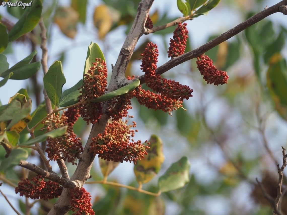 Ceratonia siliqua - Carob male flowers Carob,Ceratonia siliqua,Fall,Geotagged,Israel