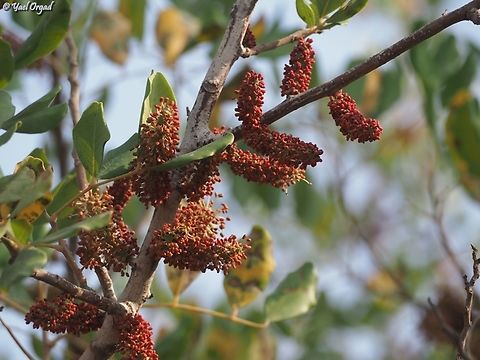 Ceratonia siliqua - Carob male flowers Carob,Ceratonia siliqua,Fall,Geotagged,Israel