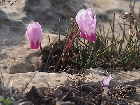Cyclamen persicum var. autumnale this variant blooms in the autumn, before the rain and before the leaves sprout. 
the "regular" variant blooms later (starts mid december) with leaves.  Cyclamen persicum,Fall,Geotagged,Israel,Persian cyclamen