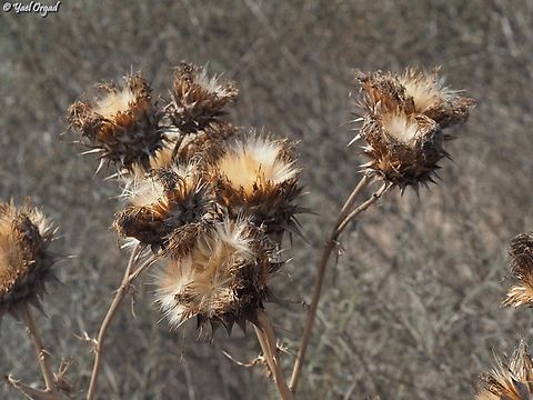 Cynara syriaca spreading seeds in the autumn, after it bloomed at the beginning of the summer Cynara syriaca,Fall,Geotagged,Israel,Syrian Wild Artichoke