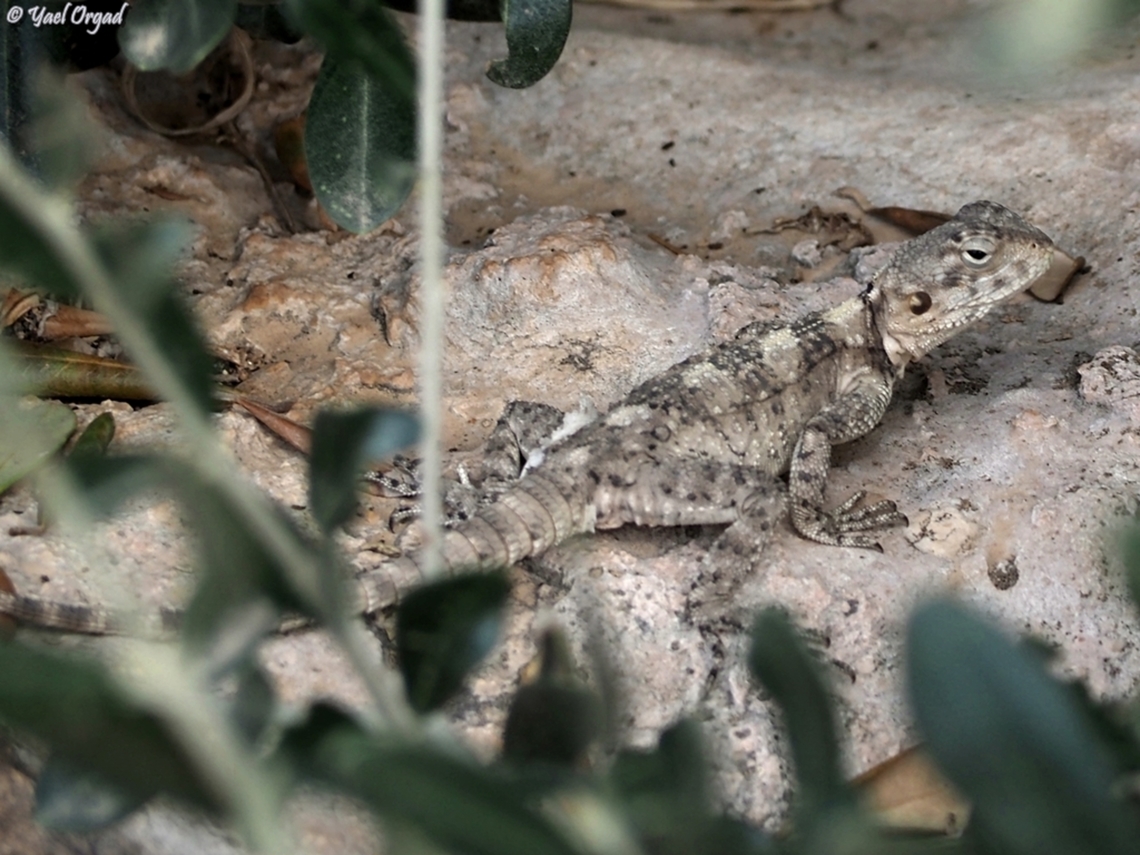 Stellagama stellio - female  Fall,Geotagged,Israel,Stellagama,Stellagama stellio
