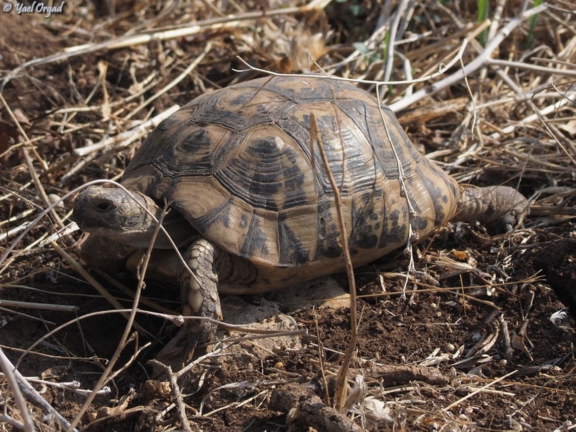 Testudo graeca  Fall,Geotagged,Greek tortoise,Israel,Testudo graeca