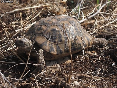 Testudo graeca  Fall,Geotagged,Greek tortoise,Israel,Testudo graeca
