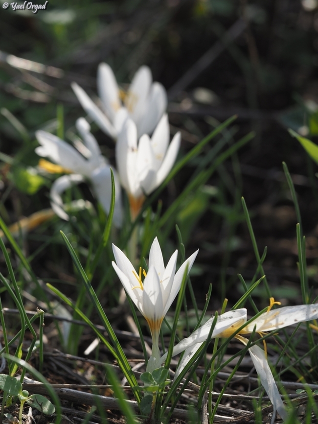 Crocus aleppicus  Aleppo Crocus,Crocus aleppicus,Fall,Geotagged,Israel