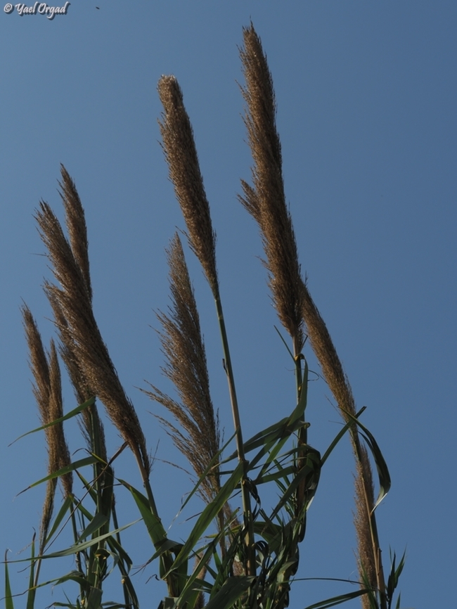 Arundo donax  Arundo donax,Fall,Geotagged,Giant Reed,Israel