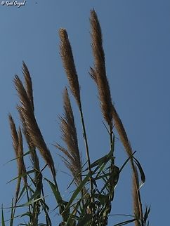 Arundo donax  Arundo donax,Fall,Geotagged,Giant Reed,Israel