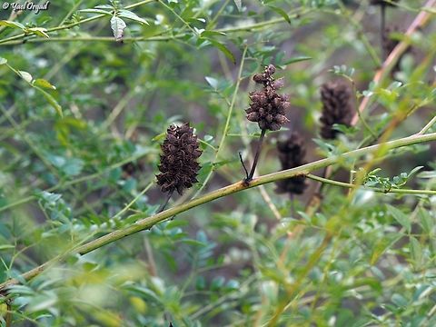 Glycyrrhiza echinata  Fall,Geotagged,German Liquorice,Glycyrrhiza echinata,Israel