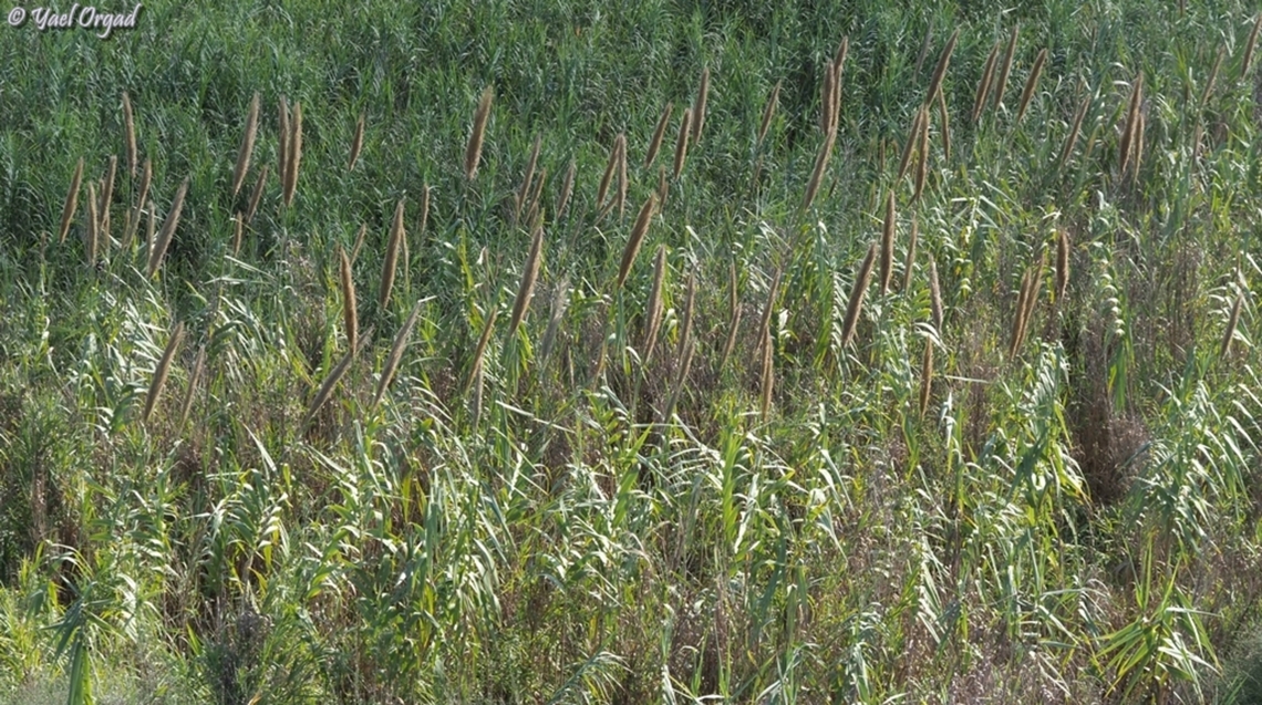 Arundo donax  Arundo donax,Fall,Geotagged,Giant Reed,Israel
