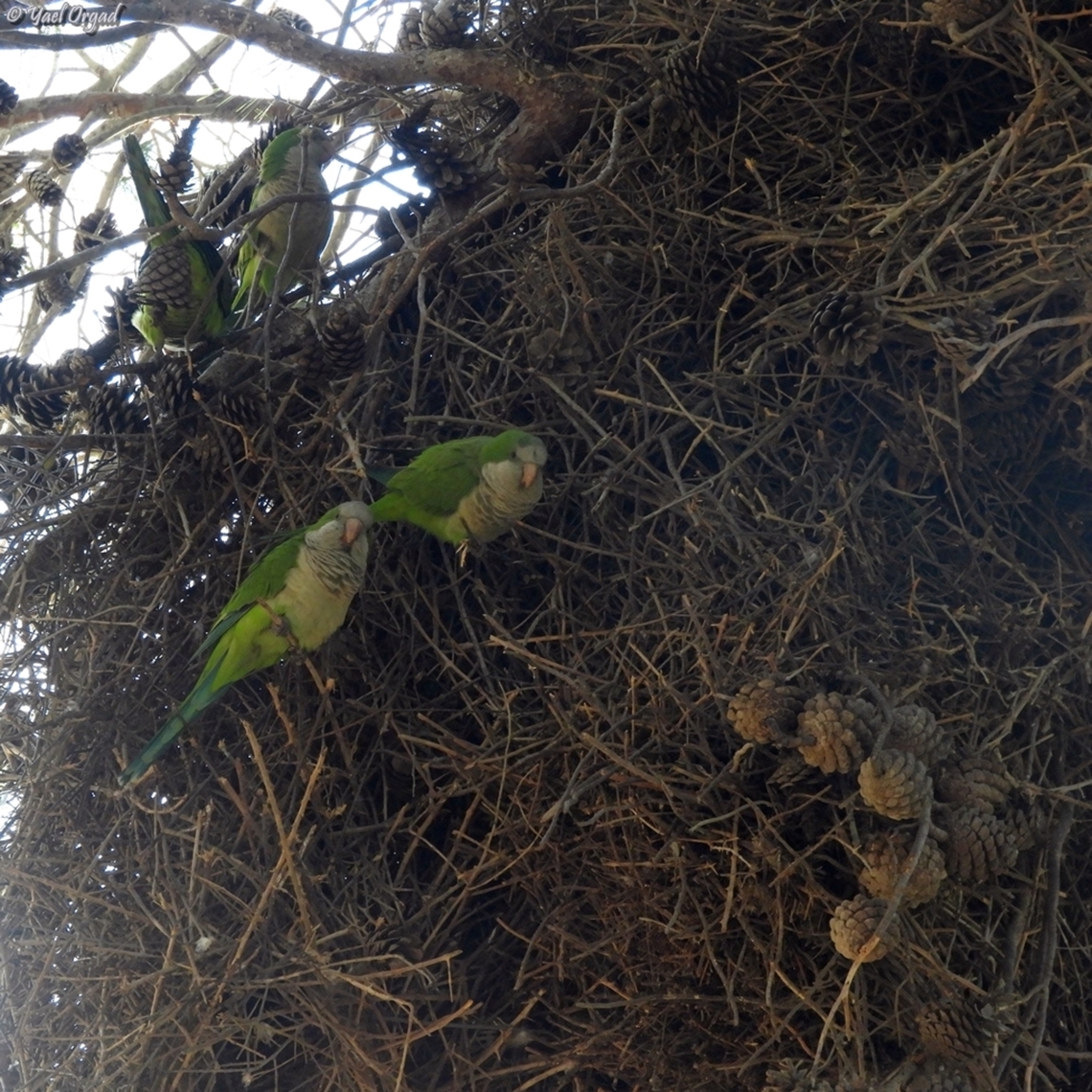 Monk Parakeet nesting community they build this huge construction in the trees, with many nesting holes - dozens of parakeets are nesting there together. it&#039;s very noisy....  Fall,Geotagged,Israel,Monk Parakeet,Myiopsitta monachus