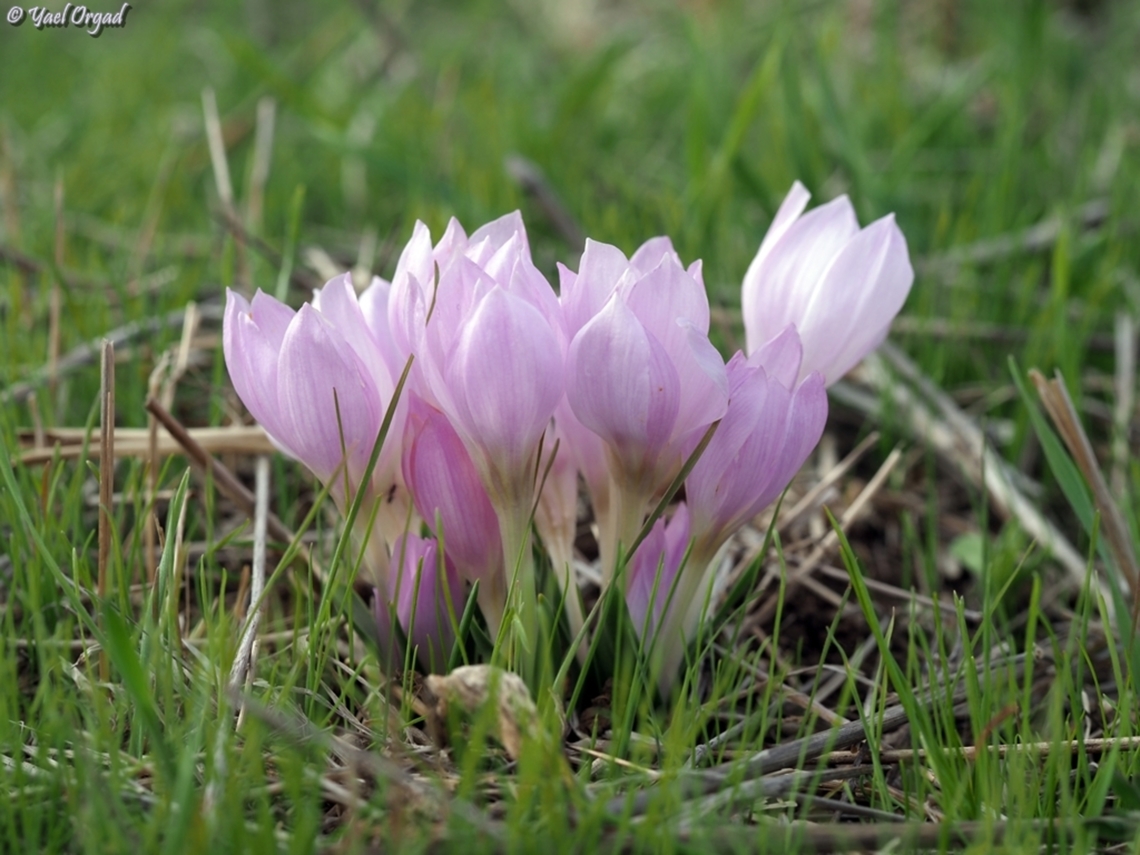 Colchicum szovitsii  Colchicum szovitsii,Fall,Geotagged,Israel