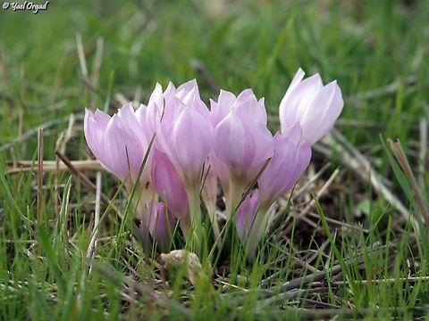 Colchicum szovitsii  Colchicum szovitsii,Fall,Geotagged,Israel