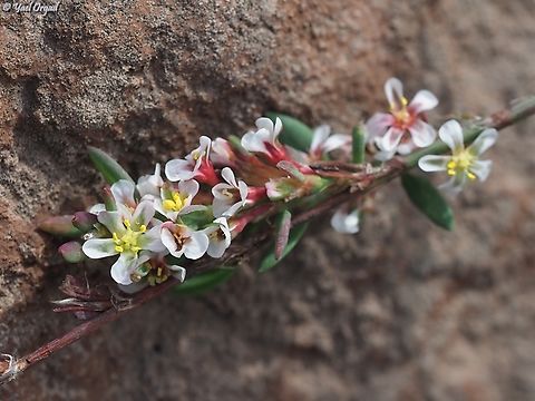 Polygonum arenastrum  Fall,Geotagged,Israel,Oval Leaf Knotweed,Polygonum arenastrum