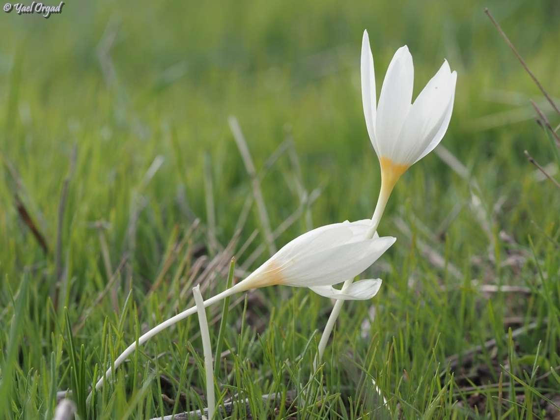 Crocus ochroleucus  Crocus ochroleucus,Fall,Geotagged,Israel
