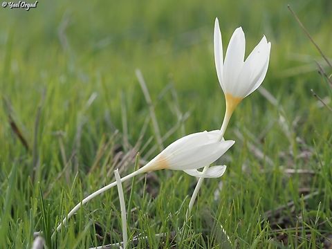 Crocus ochroleucus  Crocus ochroleucus,Fall,Geotagged,Israel