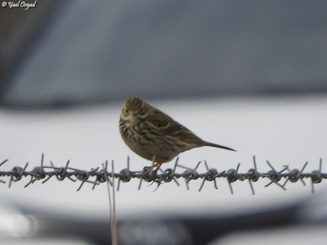 Anthus pratensis  Anthus pratensis,Fall,Geotagged,Israel,Meadow pipit