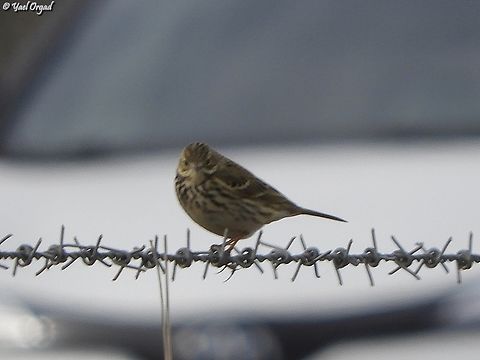 Anthus pratensis  Anthus pratensis,Fall,Geotagged,Israel,Meadow pipit