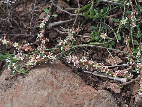 Polygonum arenastrum  Fall,Geotagged,Israel,Oval Leaf Knotweed,Polygonum arenastrum